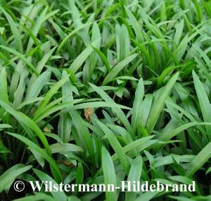 Cryptocoryne spiralis var. spiralis in der überwasserform