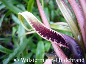  Spatha von Cryptocoryne spiralis var. spiralis