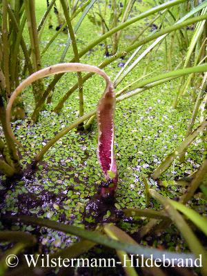 Cryptocoryne spiralis var. cognatoides