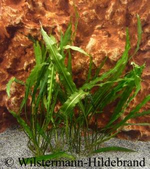 Cryptocoryne spiralis var. spiralis in der Unterwasserform