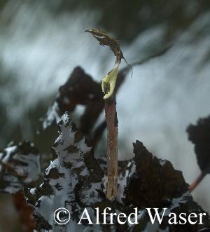 Cryptocoryne striolata