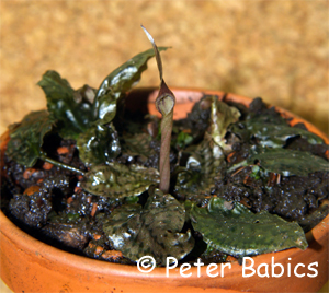 Cryptocoryne striolata in Kultur