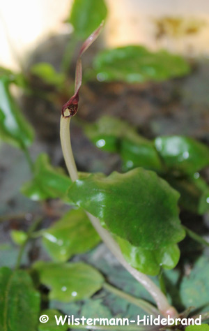 Cryptocoryne striolata