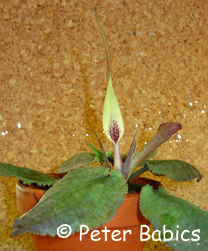 Cryptocoryne thwaitesii mit gelber Spatha