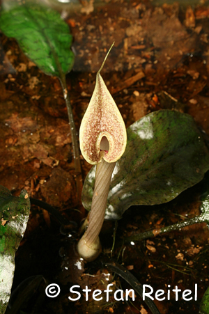 Cryptocoryne timahensis