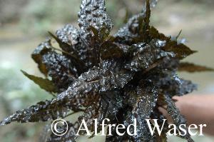 Cryptocoryne uenoi