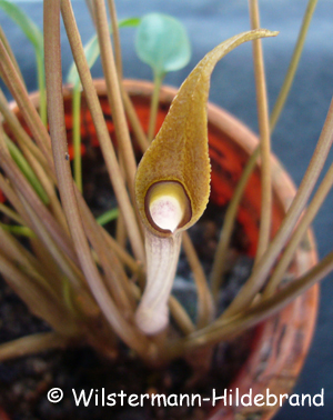 Cryptocoryne undulata eine Naturaufsammlung