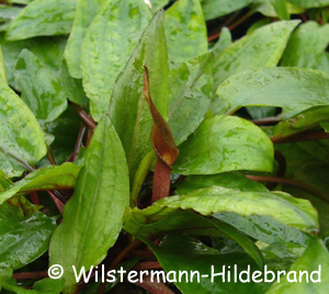 Überwasserform von Cryptocoryne undulata