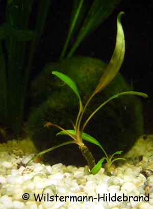 Kümmerform von Cryptocoryne undulata