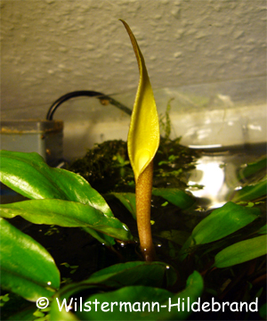 Cryptocoryne undulata