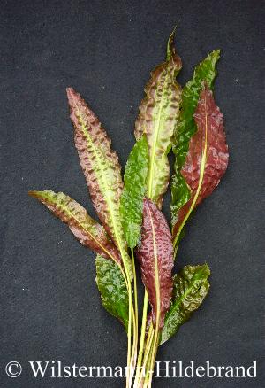 Cryptocoryne usteriana