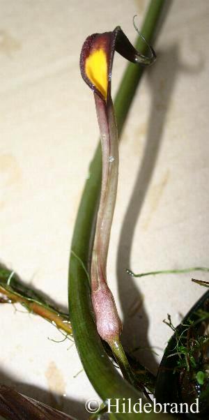 Cryptocoryne usteriana