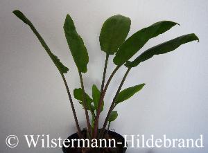 Cryptocoryne vietnamensis