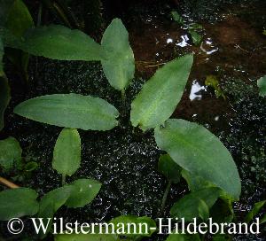 Cryptocoryne vietnamensis