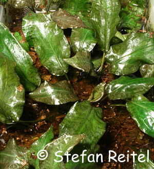 Cryptocoryne villosa