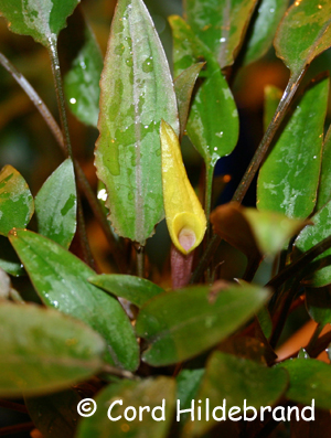 Cryptocoryne walkeri