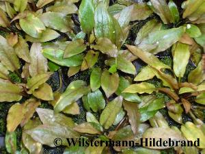 Cryptocoryne walkeri legroi