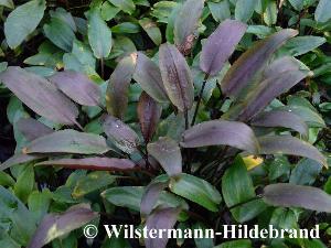 Cryptocoryne walkeri lutea