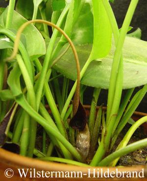 Cryptocoryne waseri