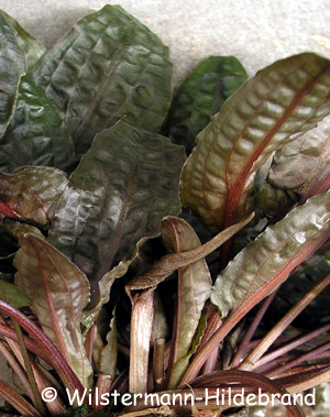 Cryptocoryne wendtii Tropica