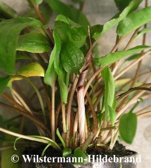 Cryptocoryne wendtii grün mit Spatha