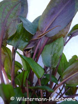 Cryptocoryne wendtii lilabraun mit Spatha