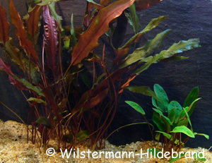 Cryptocoryne wendtii lilabraun emers submers im Vergleich