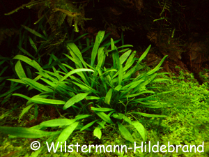 submerse Cryptocoryne willisii