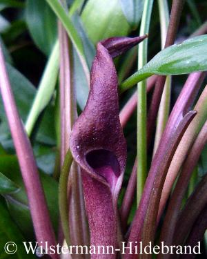 Cryptocoryne x willisii Form Lucens