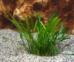 submerse Cryptocoryne willisii lucens