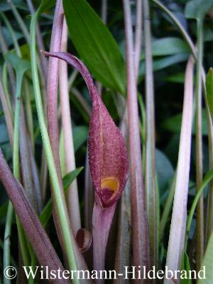 Cryptocoryne x willisii Form Nevillii