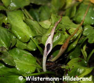 Cryptocoryne yujii