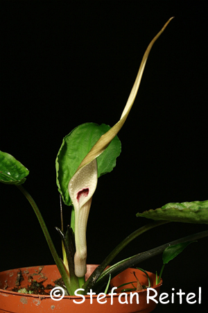 Cryptocoryne yujii