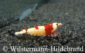Crystal Red - Garnele