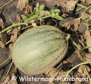 Cantaloupe-Melone Emir