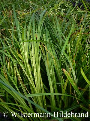 Cyperus helferi