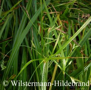 Cyperus helferi