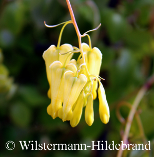 Blüten des Kletternden Tränenden Herzens