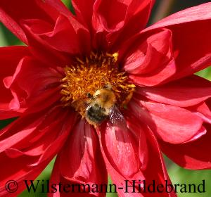 Hummel auf Dahlie Mars