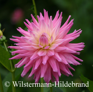 Pink Pastelle