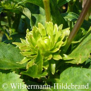 Blüte voon Ronnys Grüne