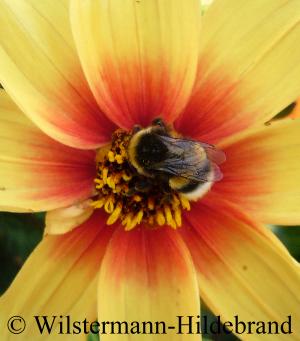 Hummel auf Dahlia Sunshine