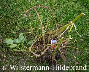 ausgegrabenes Rhizom