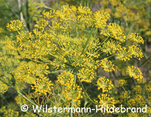 Blütenstand von Dill