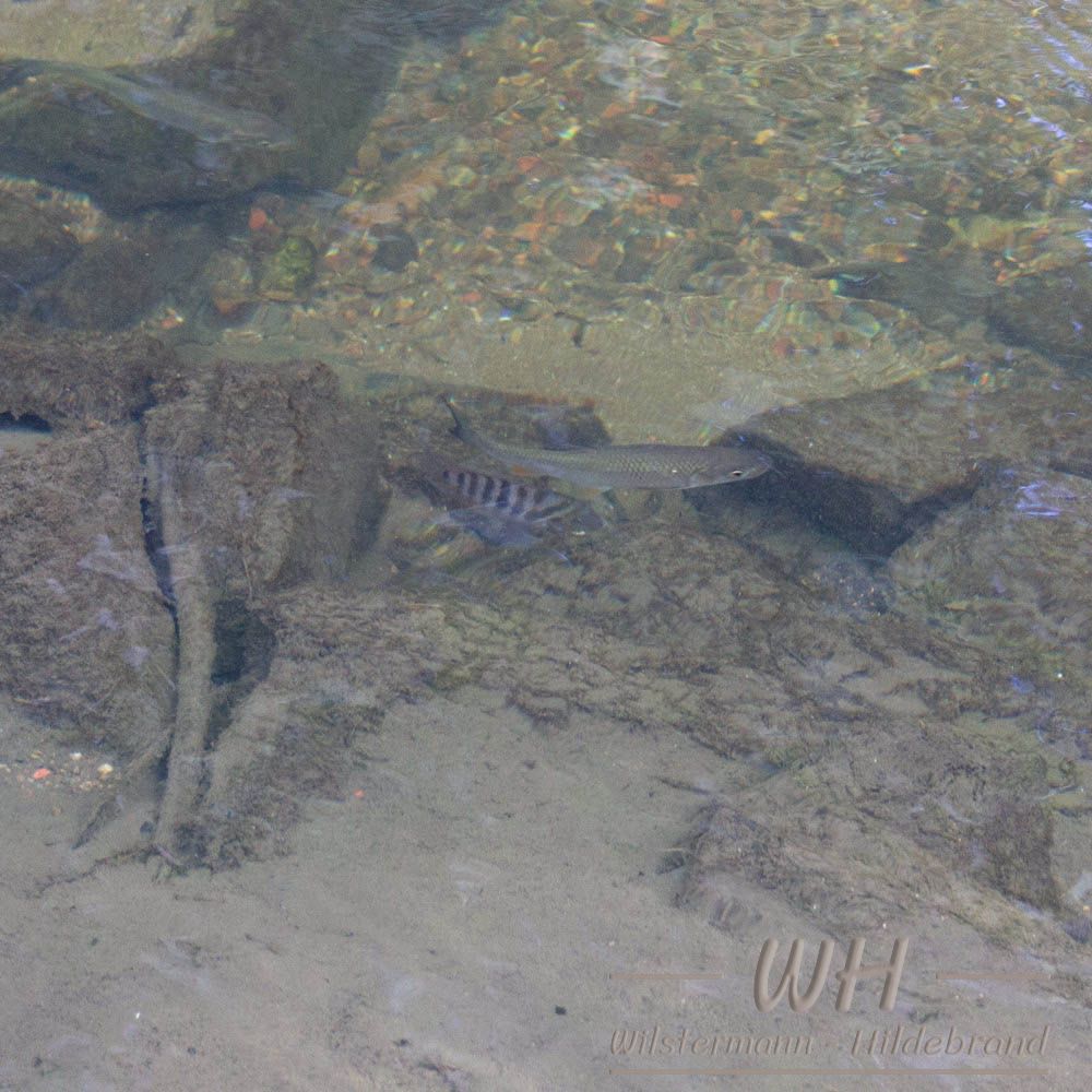 Döbel und Zebrabarsch im Gillbach