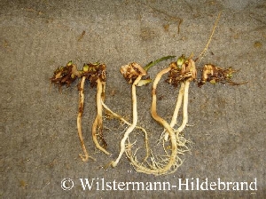 Geteiltes Rhizom von Echinodorus Apart