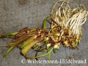 Rhizom von Echinodorus Apart