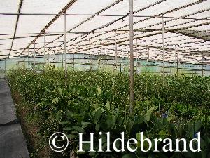 Mutterpflanzen zur gewinnung von Ablegern