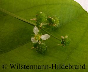 Blüte und Früchte von Echinodorus berteroi