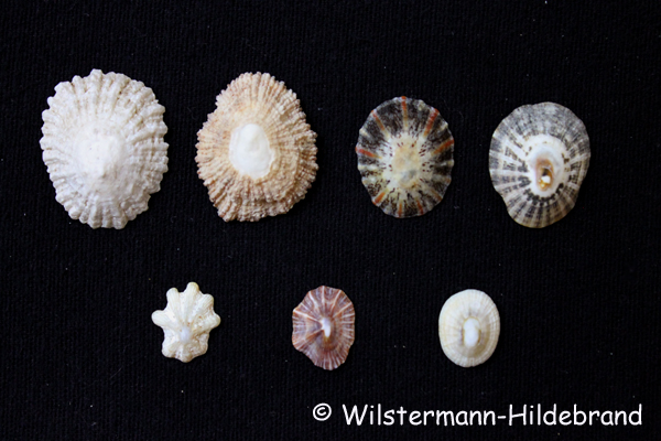 Napfschnecken Gehäuse verschiedener mariner Napfschnecken